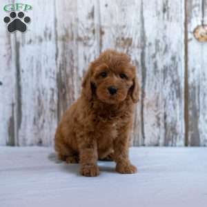 Harriet, Mini Labradoodle Puppy